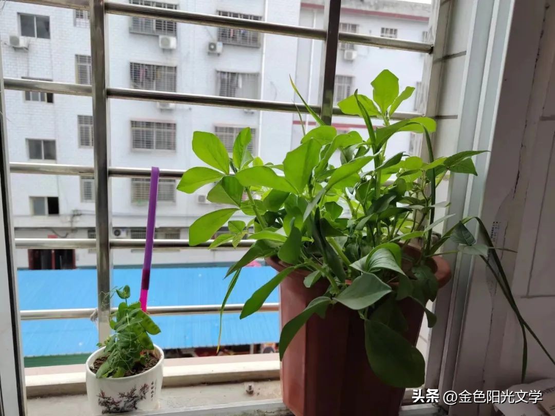 小小动物园日记100字,二年级动物园观察日记