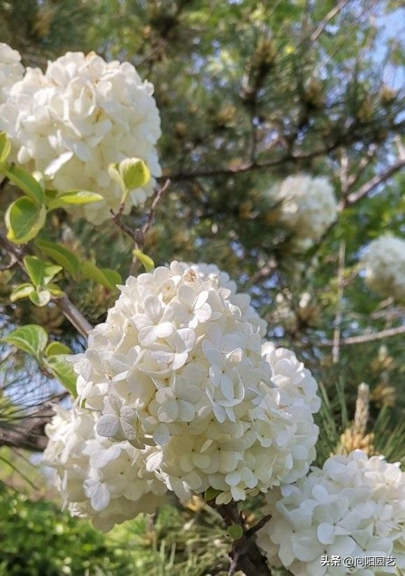 木绣球叶片,木绣球看叶子识别品种