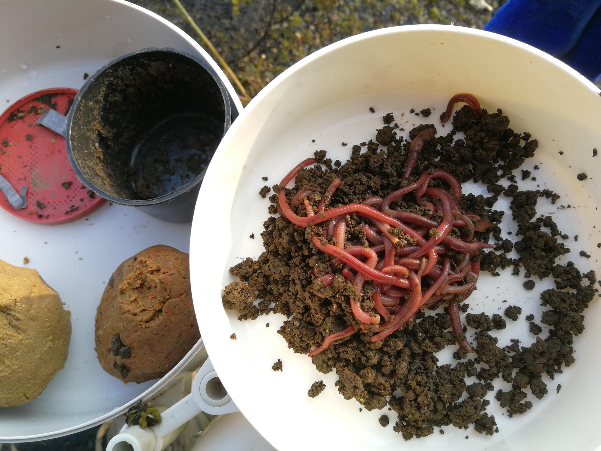 用什么来诱捕野生蚯蚓,电捕野生蚯蚓为什么禁止