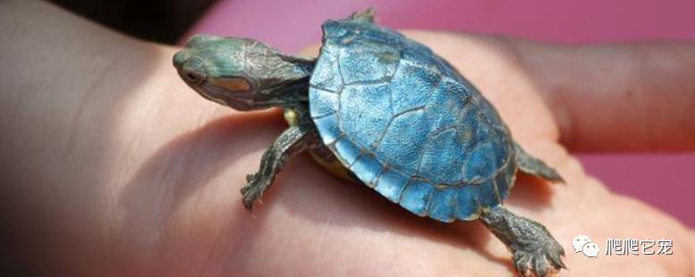 新手养龟从哪买,新手养龟哪种龟最好养