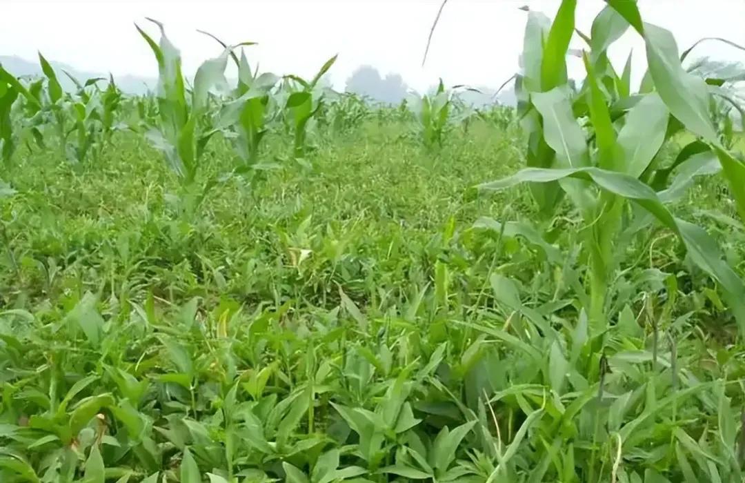 大名方言生僻字,菏泽县城生僻字