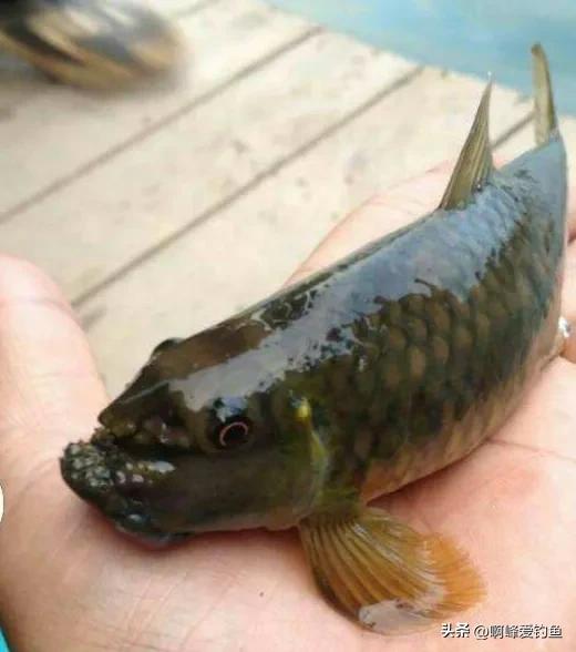 神秘“怪鱼”东方墨头鱼重新现身，曾被怀疑已经绝迹，网友：喜事