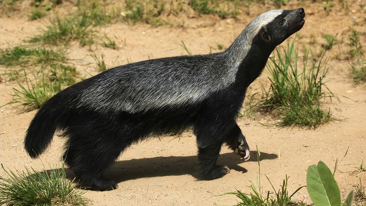 平头哥雷军简介,雷军平头哥对话