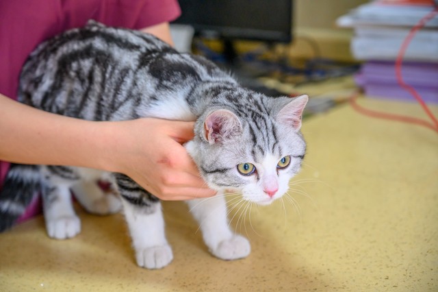 为什么猫咪有黄色的毛,为啥有的猫咪脸颊上长胡须