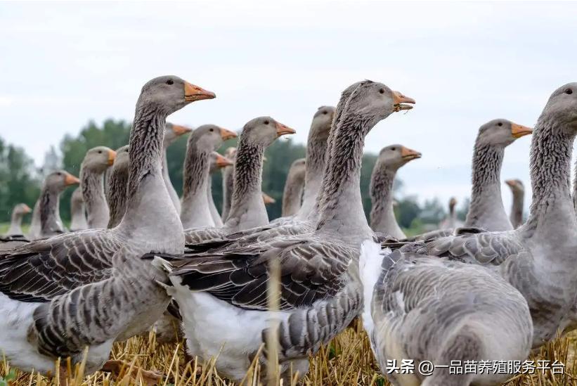 今年中秋鹅的价格能上去吗,今年下半年养鹅行情
