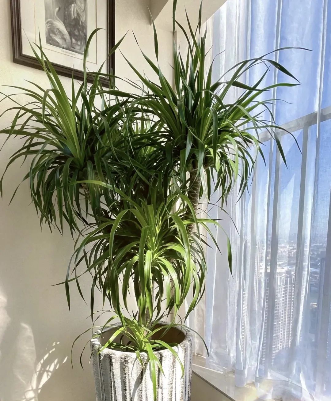 镇宅招财的植物有哪些,十大镇宅养什么植物好