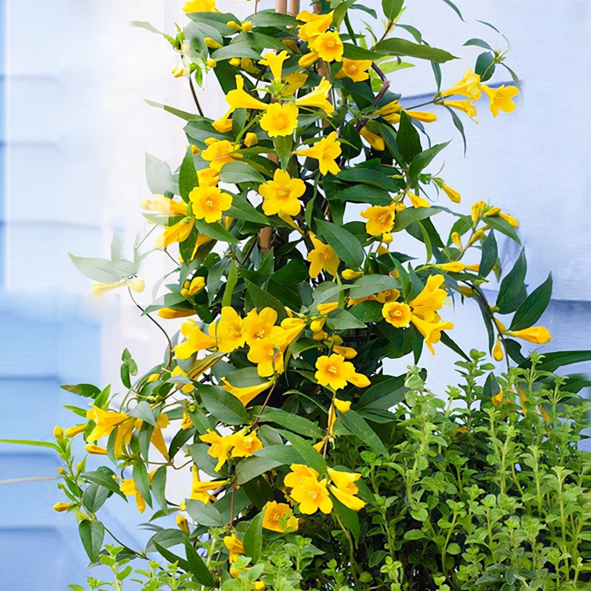 常见有毒花千万别碰,世上有毒的花和植物