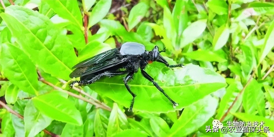 病虫害防治之昆虫外部形态小结,农作物常见害虫防治