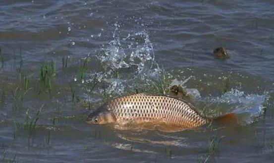 方言词语的表现力,十大难懂方言之湖北话