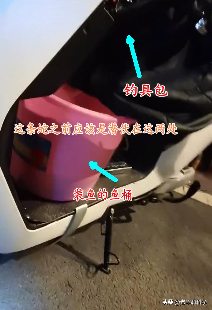 男子夜钓打5条蛇,男子半夜开车蛇在车窗