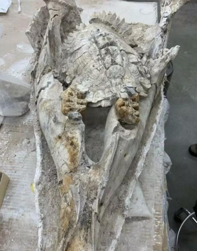 各种古生物化石图片,神秘的地球古生物昆虫化石