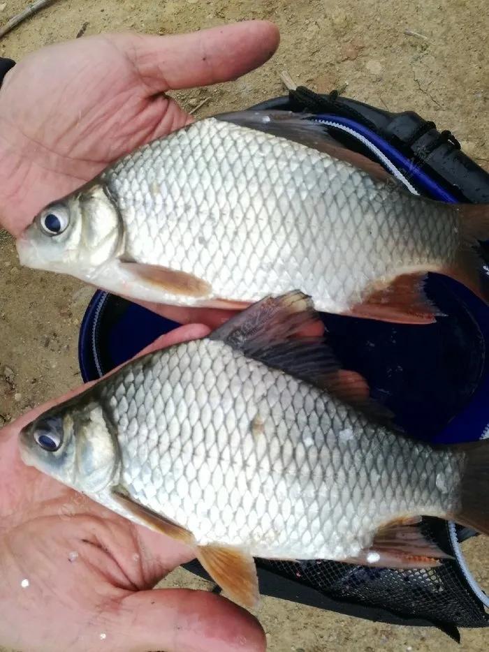 鲫鱼为什么是金黄色,金黄色鲫鱼是野生的吗