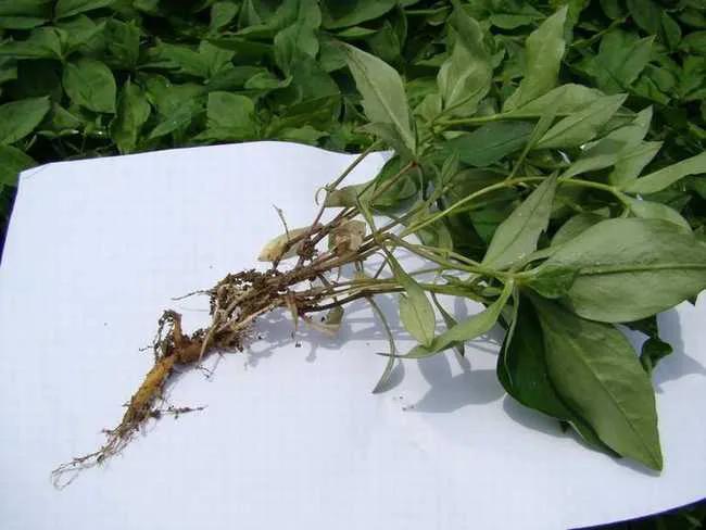 野生孩儿参,孩儿参品种