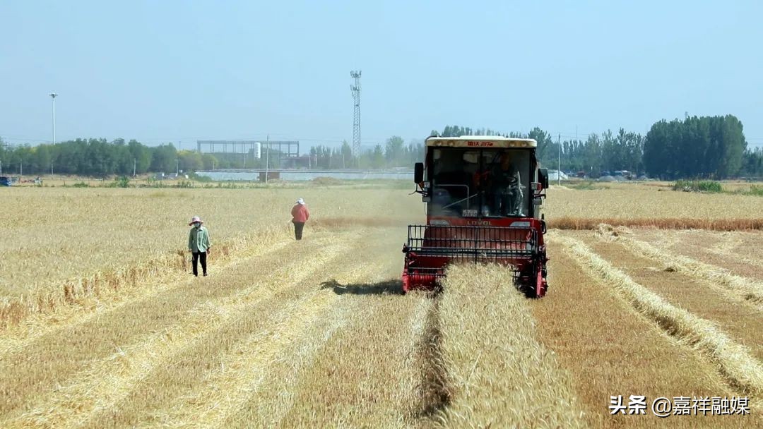收麦机收小麦方法,秸秆打捆机收小麦