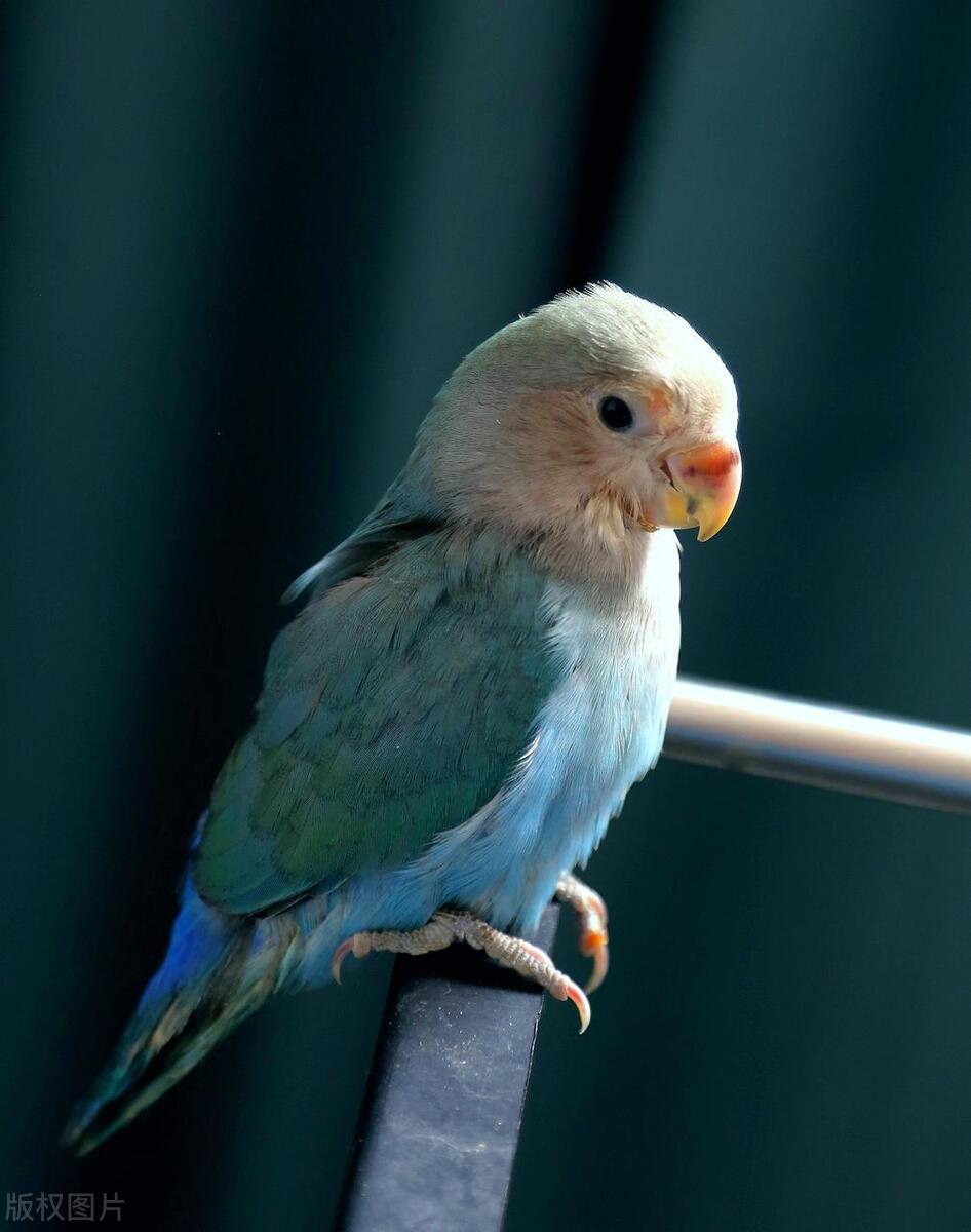 牡丹鹦鹉怎么训练认主人,牡丹鹦鹉拉绿屎怎么回事