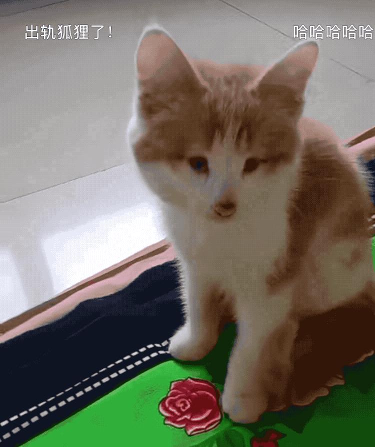 捡回来的流浪猫目光呆滞躲在角落,捡到一只爬满虫的流浪猫