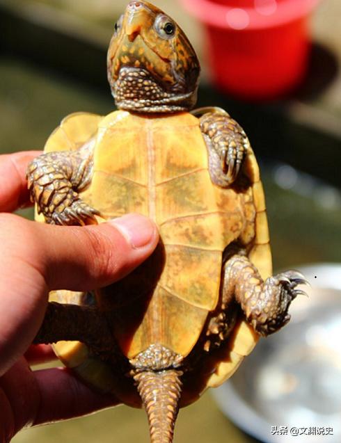男子在臭水沟捡到一只乌龟,村民捡到乌龟马上报警