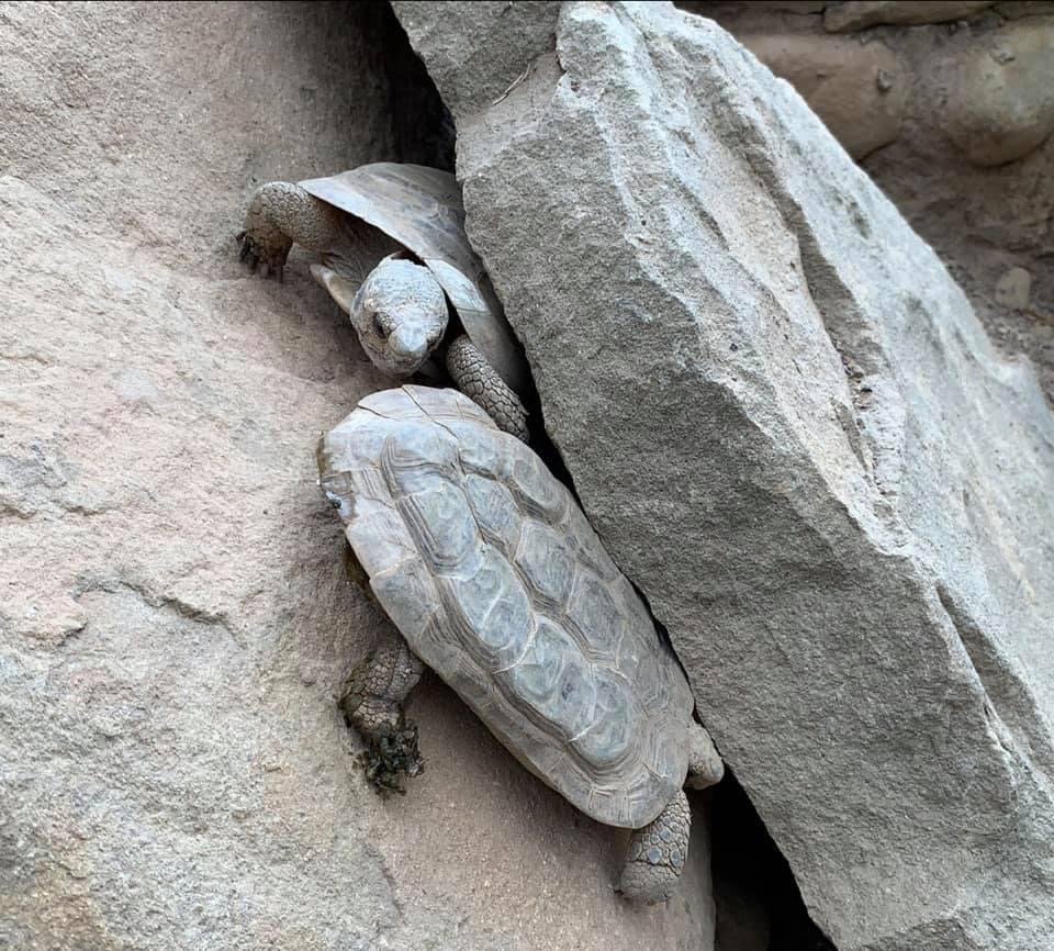 体型最大的乌龟有多大图片,背扁平的乌龟是什么龟