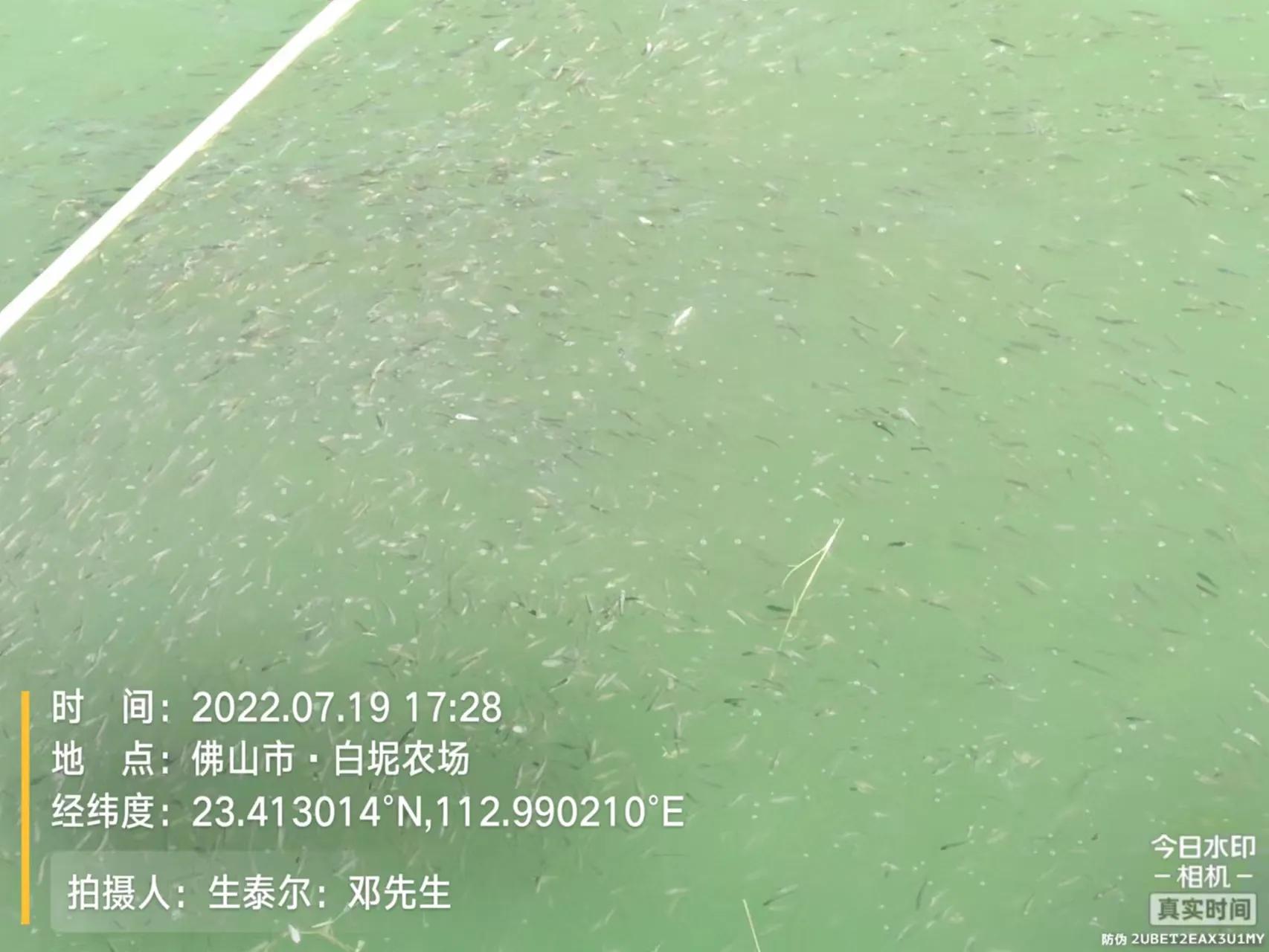 鱼杯状病毒怎么治疗,生鱼弹状病毒特征