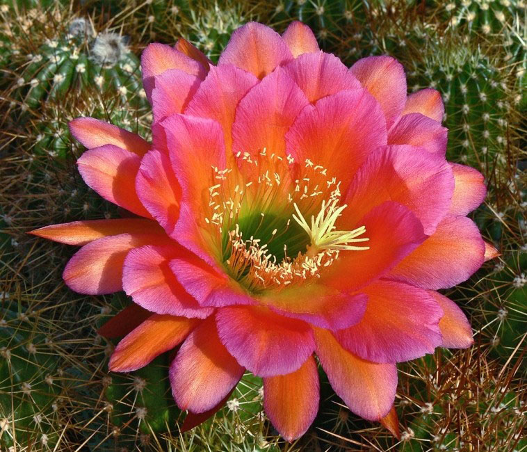 毛花柱仙人球品种大全,顶级精品仙人球花