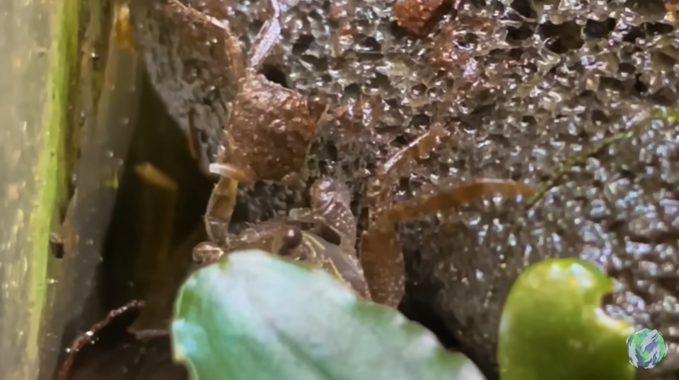 美国小哥在卧室建出一缸热带雨林，食物链环环相扣，太强了