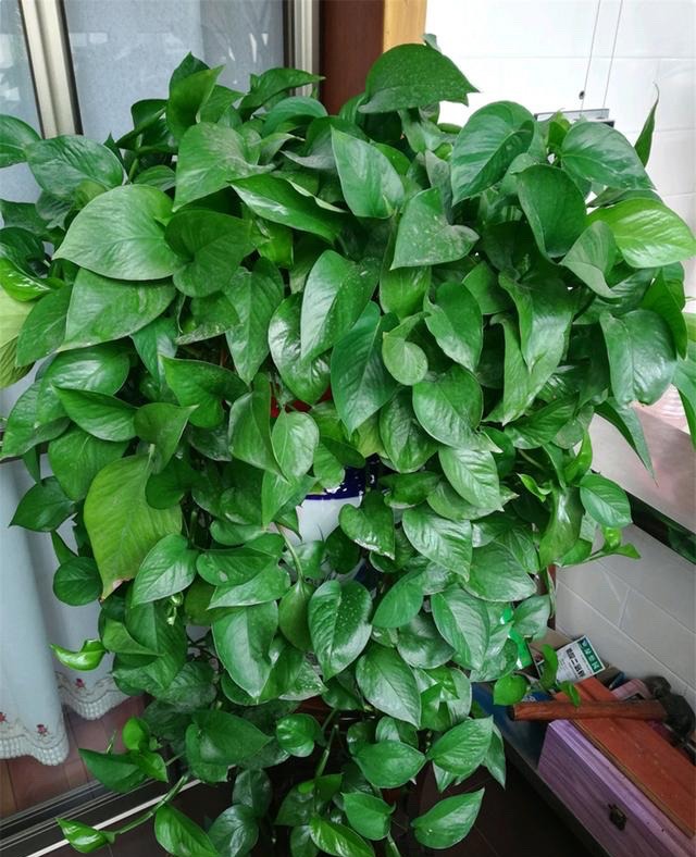 新房装修适合摆放的花,装修完室内放什么花净化空气