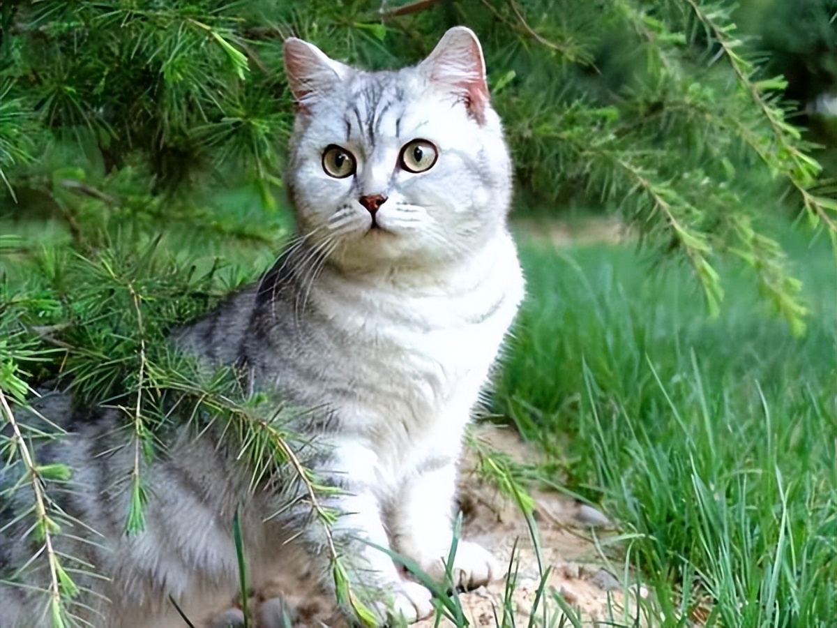 五本文笔一流的粮草推荐：足够吸引老书虫的目光