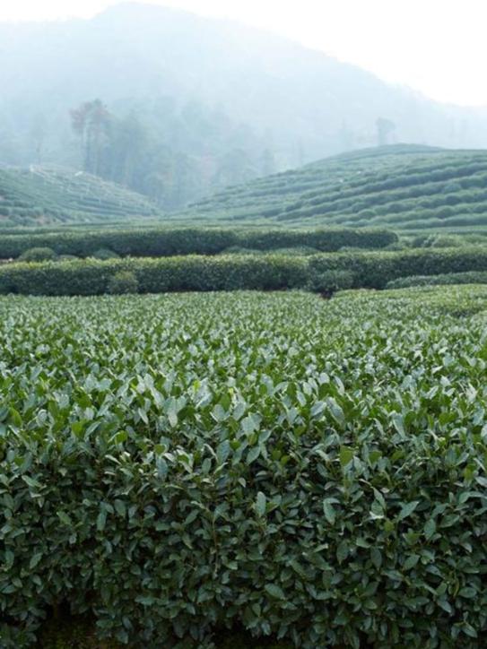 茶文化申遗成功了吗,中国茶申遗成功对我们的好处