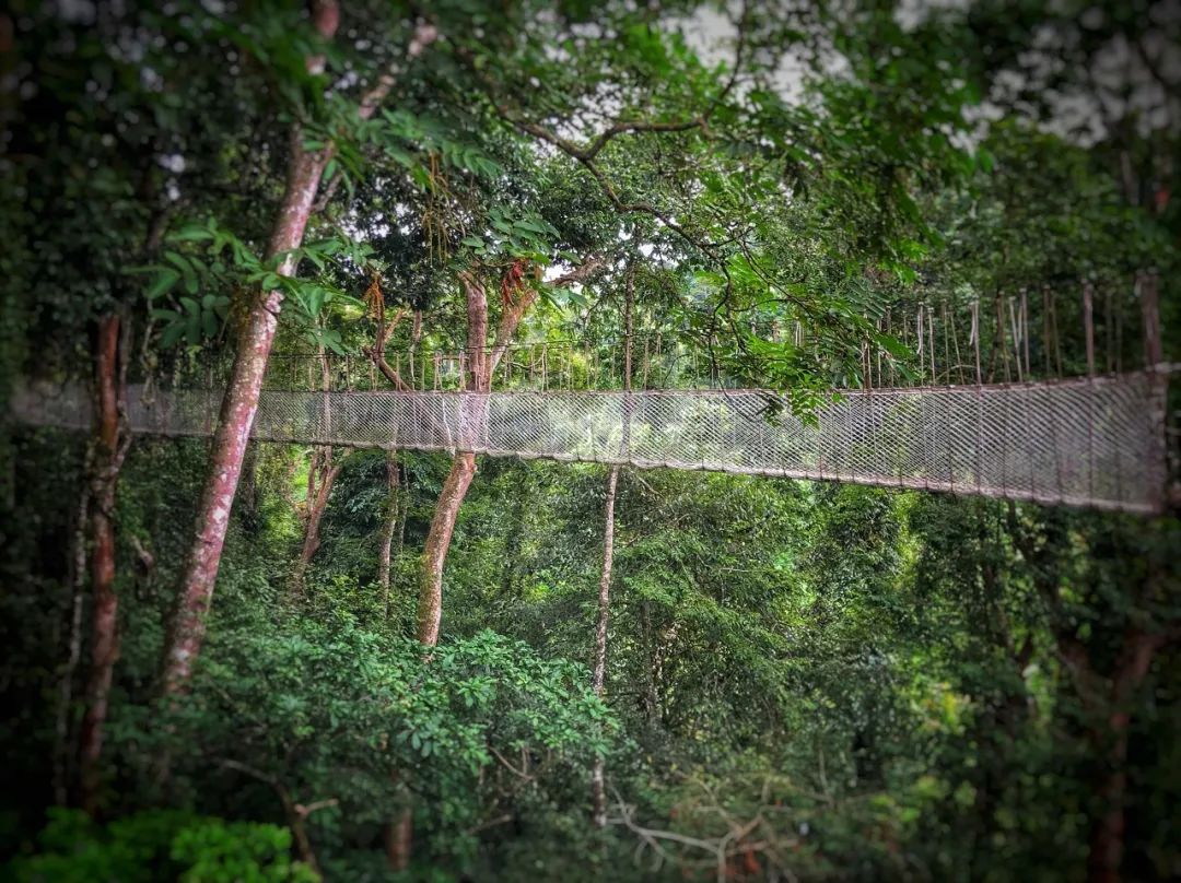 西双版纳体验雨林,吃遍热带水果西双版纳