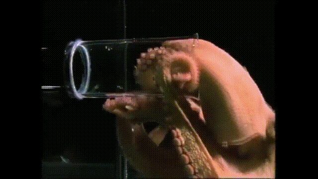 液体猫是真的吗,为什么都说猫咪是液体猫