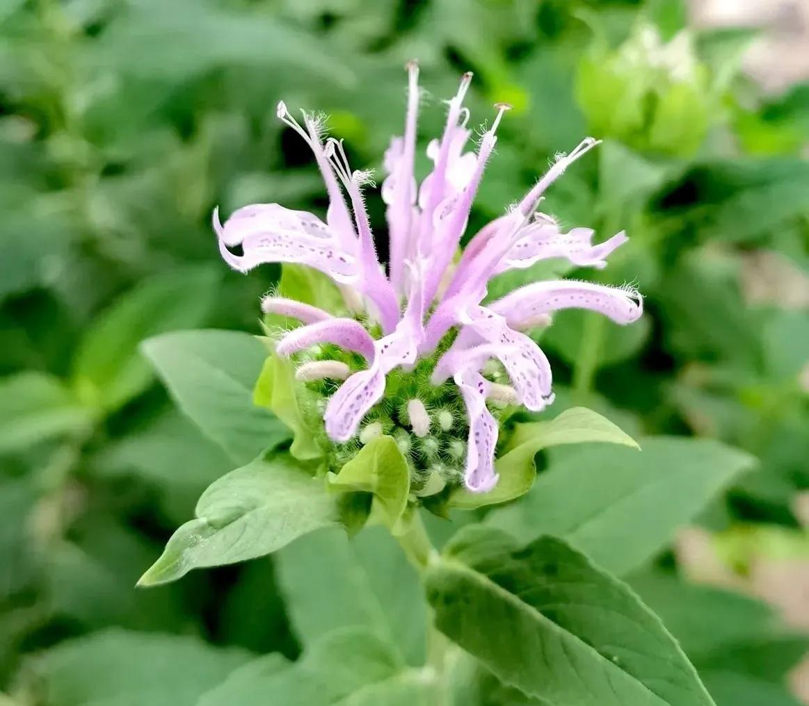 我的花草日记——顶着烈日开放的美国薄荷,坚守着一份清凉舒爽