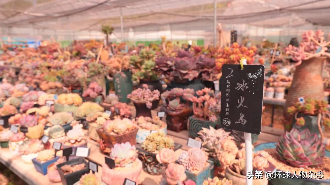 江苏姑娘养多肉,山东女子在家养千盆多肉