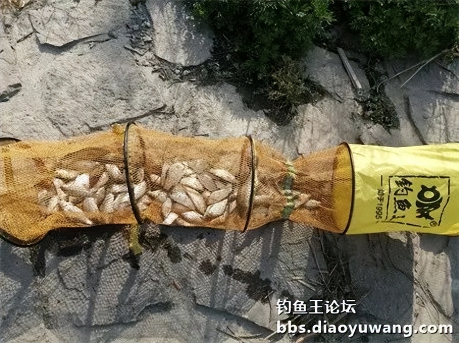 钓鱼王饵野钓破百尾