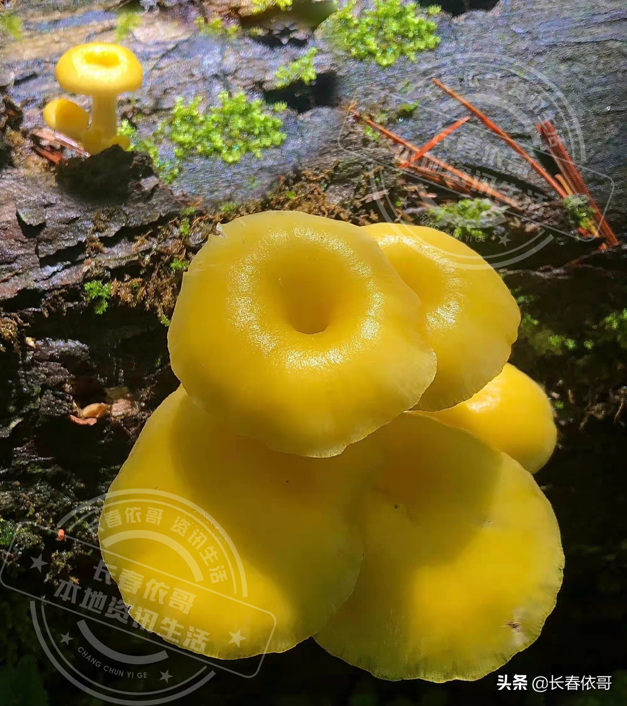 长白山脉的野山珍红蘑,纯天然大山里的野生菌类榛蘑