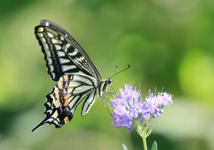 带有蝴蝶的诗句有哪些,关于蝴蝶的诗词大全