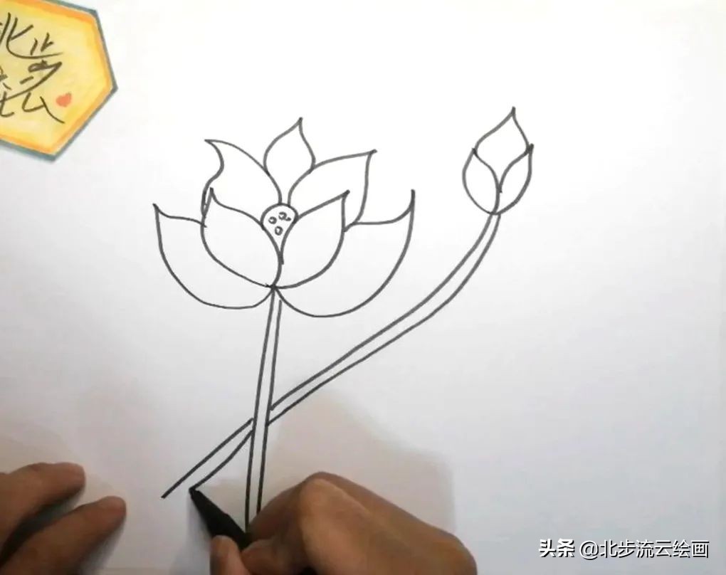 青蛙和荷花简笔画简单又好看,荷花手抄报简单又漂亮简笔画