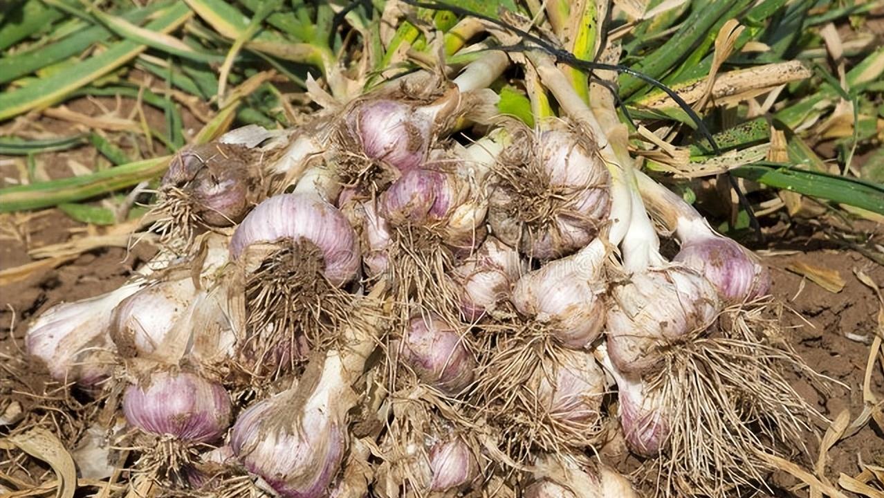 秸秆焚烧处罚最新消息,焚烧秸秆的处罚标准是多少