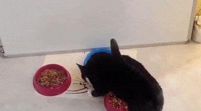 猫咪吃饭的十大怪癖 (猫咪的七大怪癖喵了个咪)