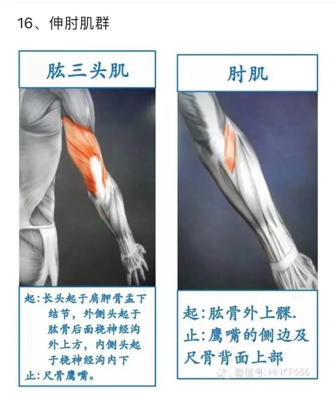 内旋发力的训练方法,羽毛球如何内旋发力