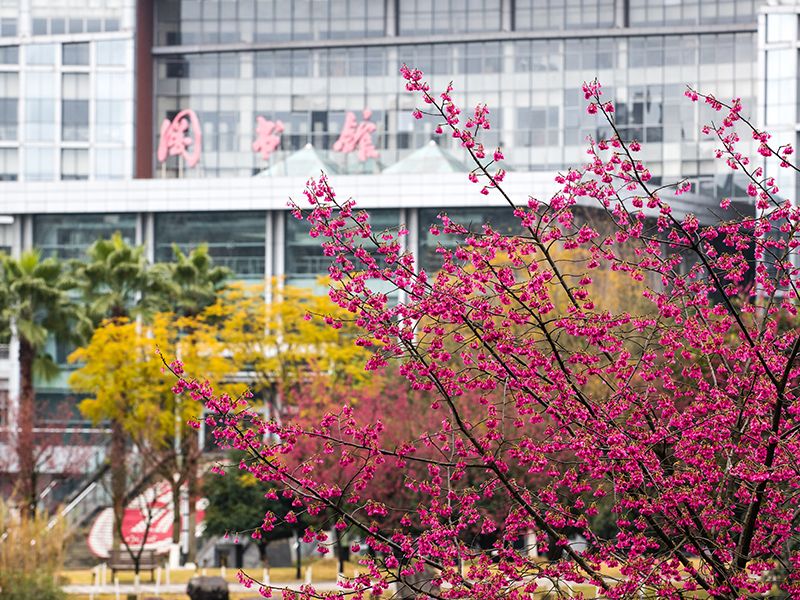 关注！西南政法“曝光”这一王牌专业：“国际化”教师天团，中英名校双学位！