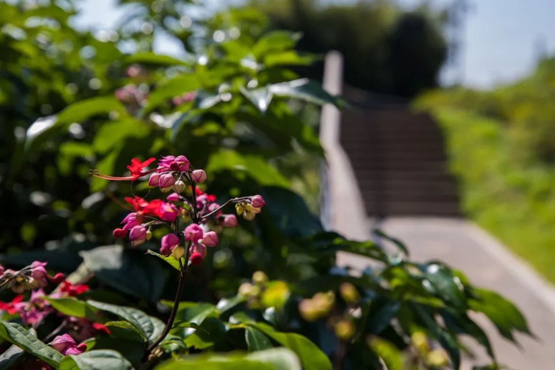 深圳淘金山绿道公园攻略,深圳淘金山绿道风景视频