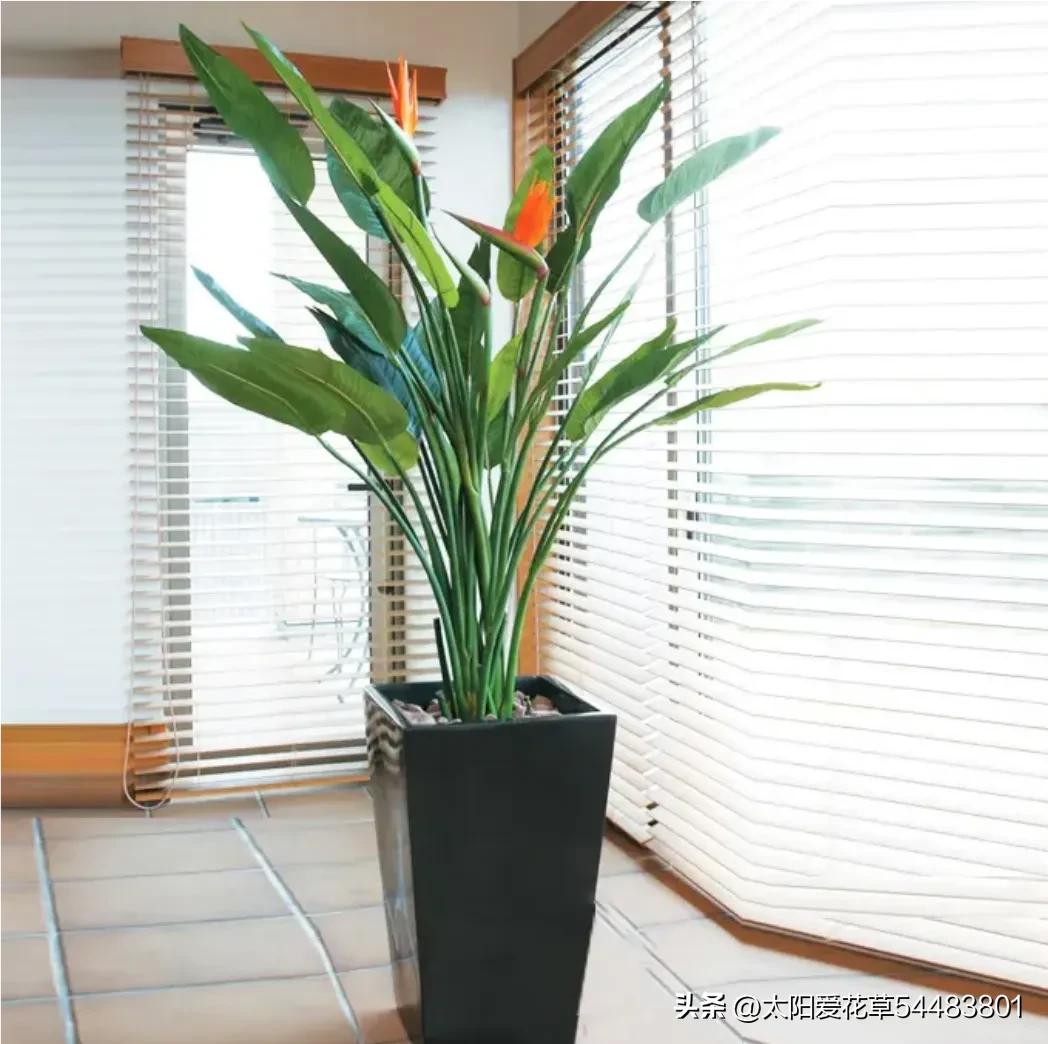 客厅常绿盆栽小型,适合室内养殖的大型常绿植物