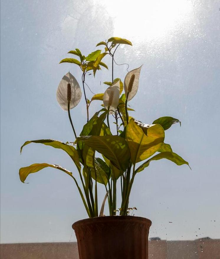 适合室内好养的花适合一年四季养,适合养在室内而且比较好养的花