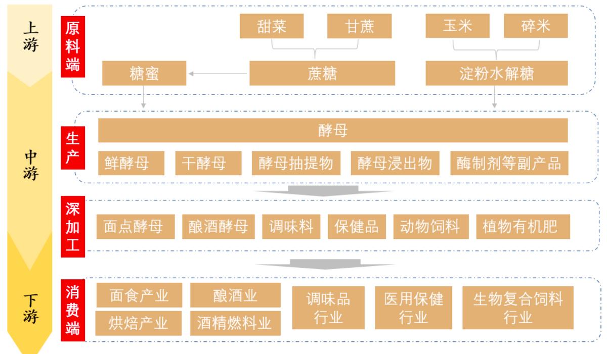 酵母行业龙头企业,安琪酵母未来潜力