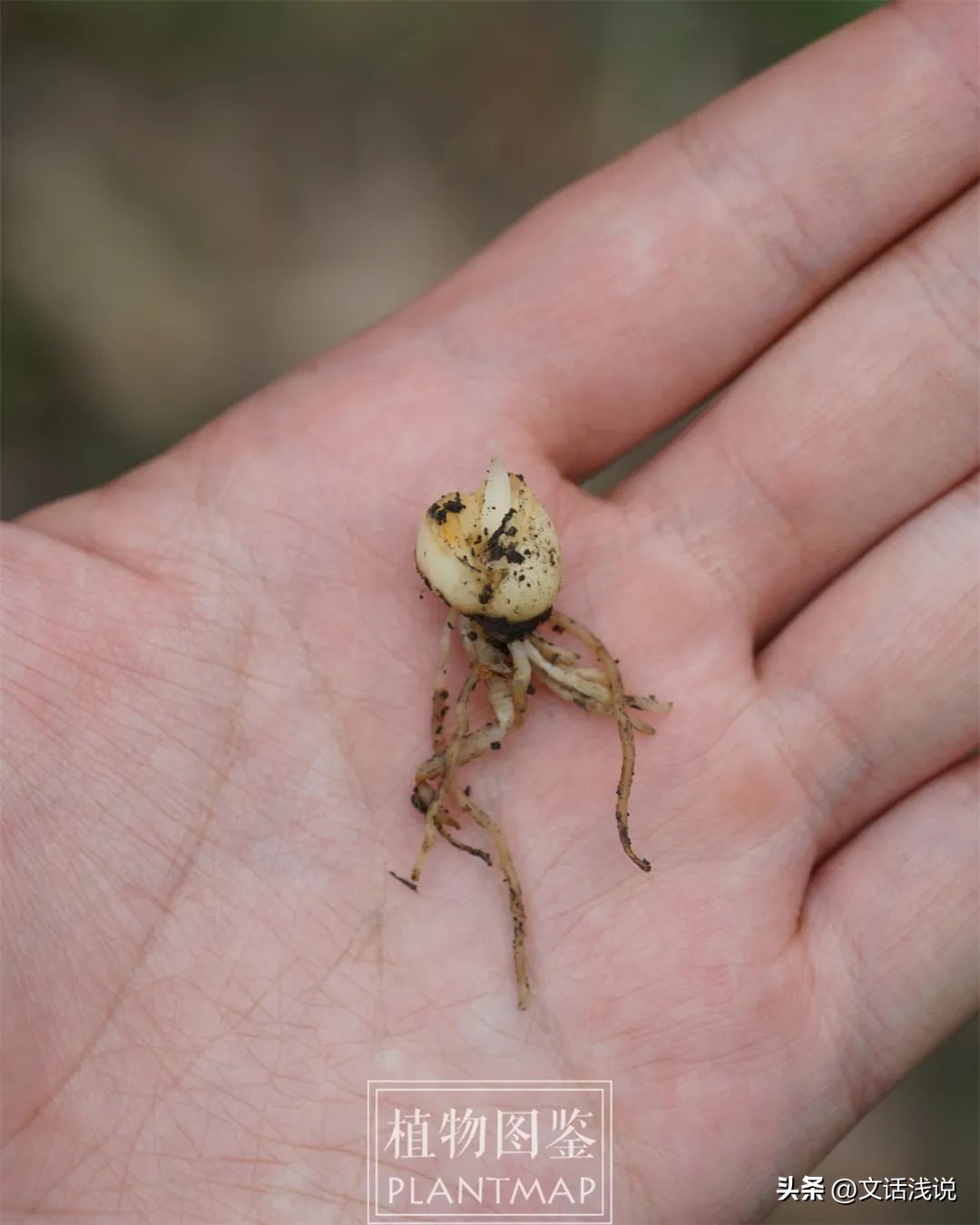 陟彼阿丘言采其蝱是什么意思,陟彼阿丘言采其蝱