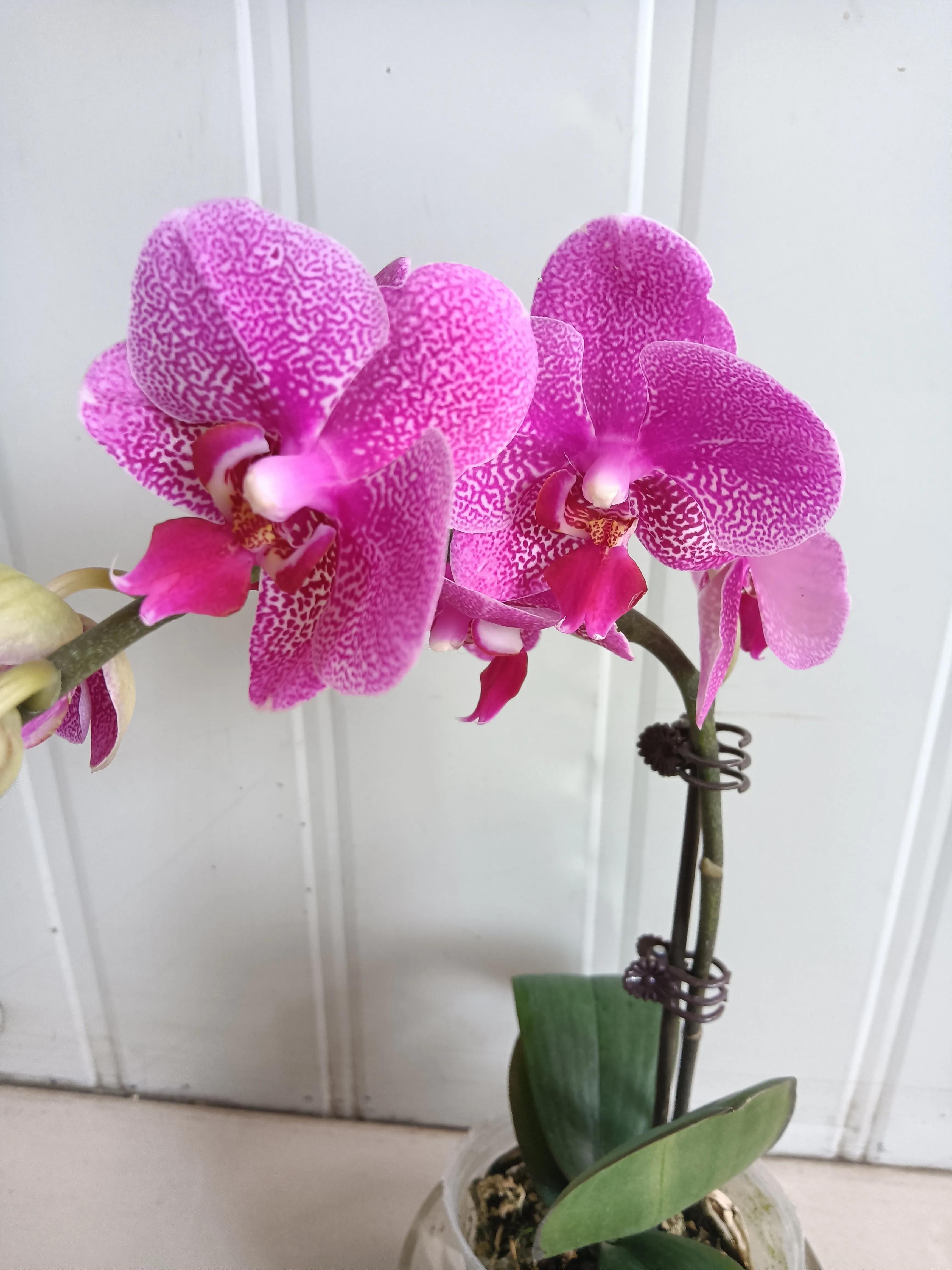 直播间买的花真的好吗,有没有在直播间买花的