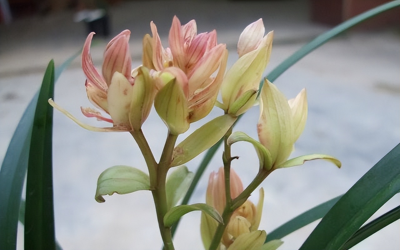 建兰富山奇蝶花苞多久能长大,建兰富山奇蝶兰花花期