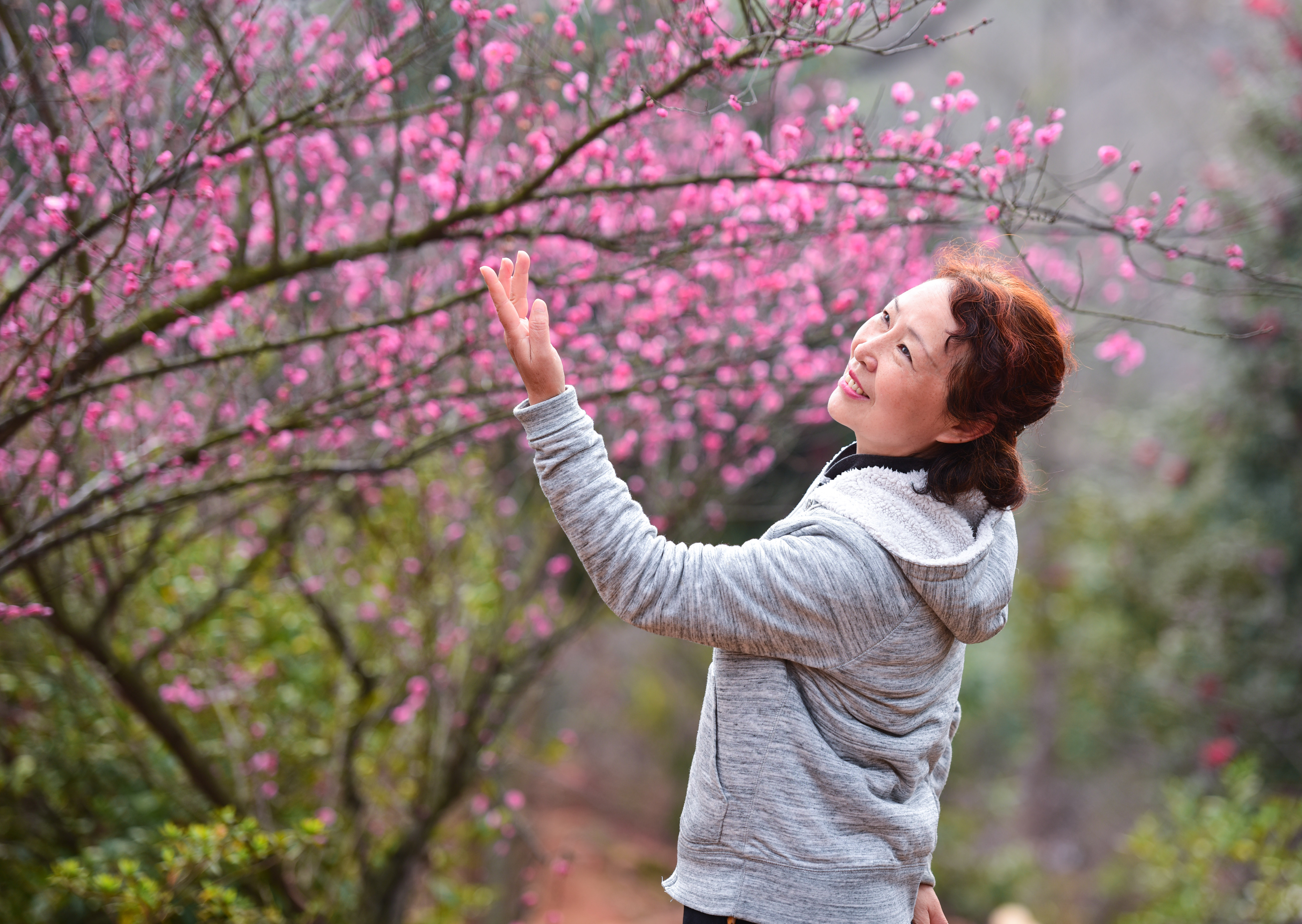 南昌中盛山庄杜鹃花最佳观赏期,南昌中盛山庄门票