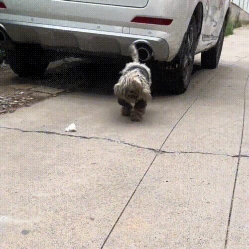 走失5个月的比熊身上还穿着棉袄,走失比熊回来了