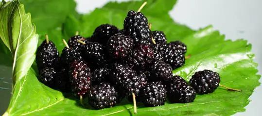 早c晚a茶真的好吗,早c晚a茶是否真的有效果